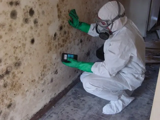 Mould Remediation Treatment