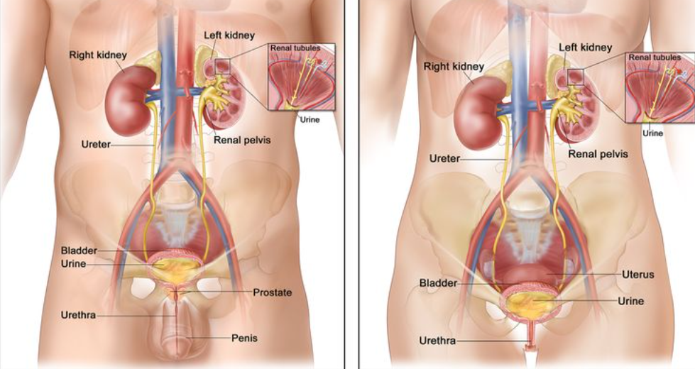 Bladder Cancer